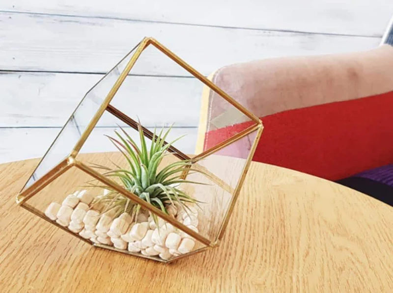 Polar4 扁柏樹 天然除濕消臭木粒 40g